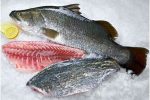 ماهی “سی باس” به جامعه مصرف‌کننده معرفی می‌شود