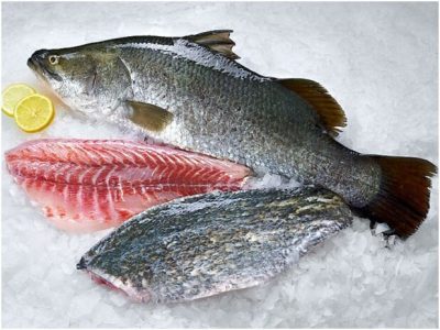 ماهی “سی باس” به جامعه مصرف‌کننده معرفی می‌شود