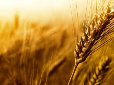 ۴۰ هزار تن بذر گواهی شده گندم در خوزستان توزیع شد