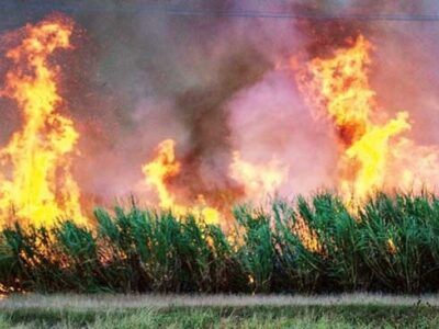 سه واحد نیشکر در خوزستان به دلیل سوزاندن مزارع به دادگاه معرفی شدند
