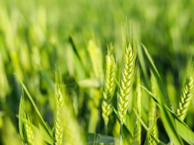 پیش‌بینی برداشت ۲۰ هزار تن گندم از مزارع زیر کشت بندر ماهشهر در سال زراعی جاری