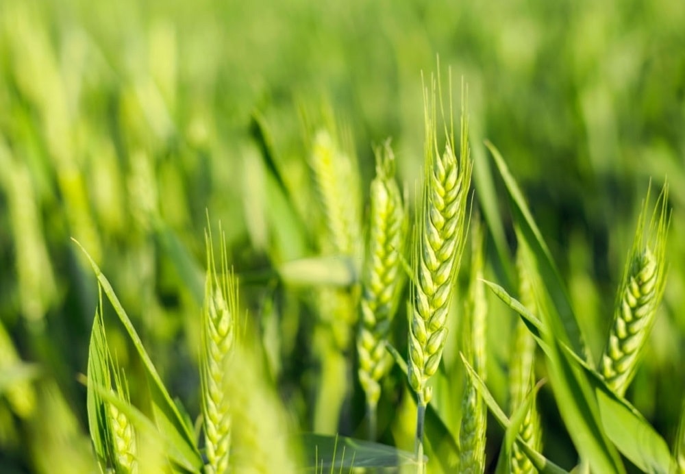 پیش‌بینی برداشت ۲۰ هزار تن گندم از مزارع زیر کشت بندر ماهشهر در سال زراعی جاری